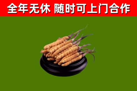 随州回收散虫草